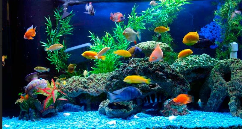 Mua cá cảnh thả bể cộng đồng